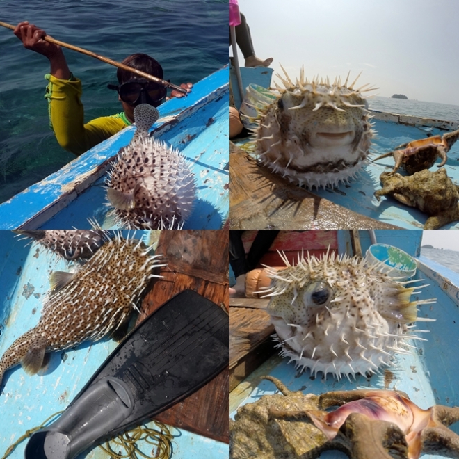 [Upper left clockwise]: 1. Bang Ali with his spear; 2. Puffer fish from the frontside; 3. Puffer fish from the left side; 4. When it's deflated, compared with fin size 38.